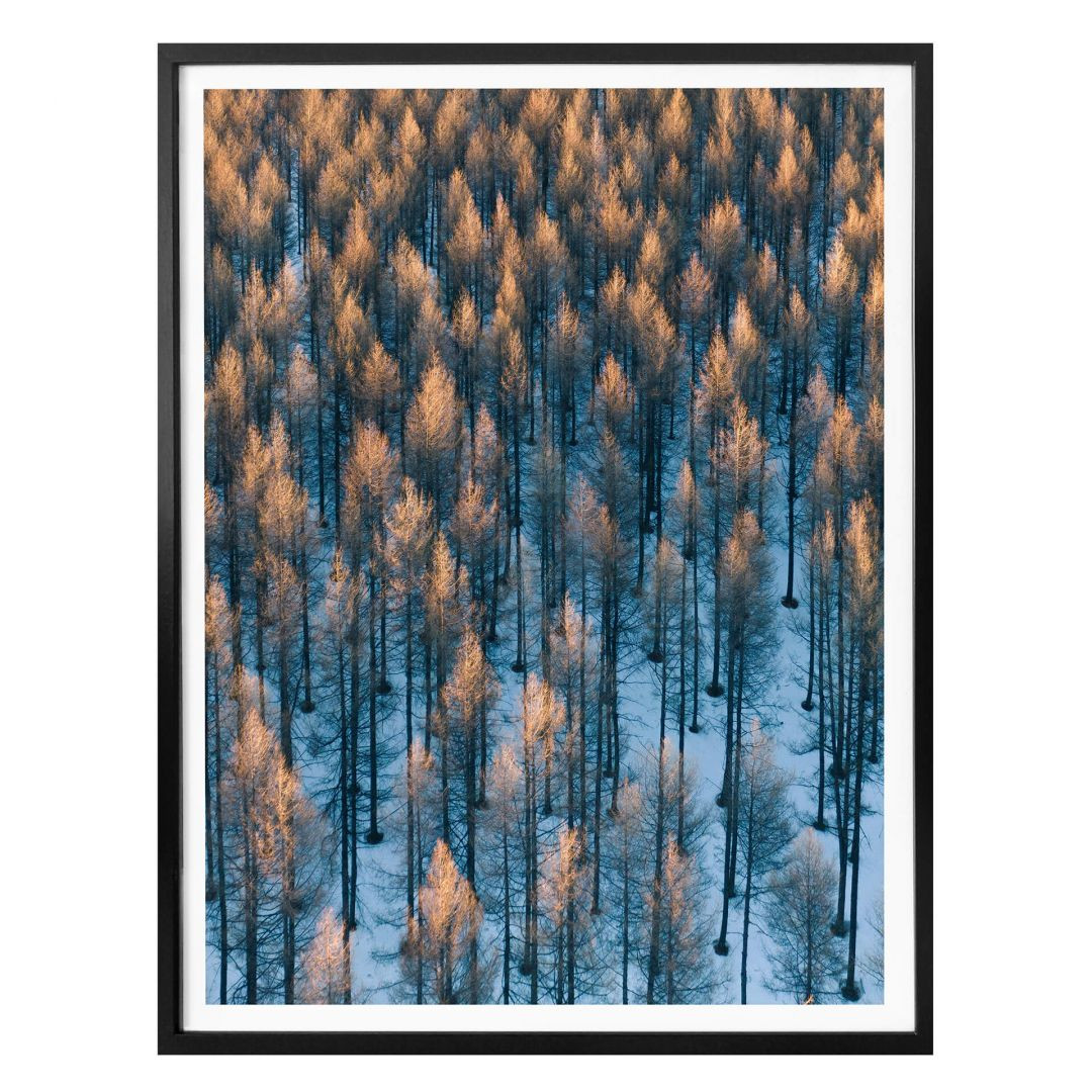 Poster Bingo Sonnenaufgang Im Wald Trenddeko Ch