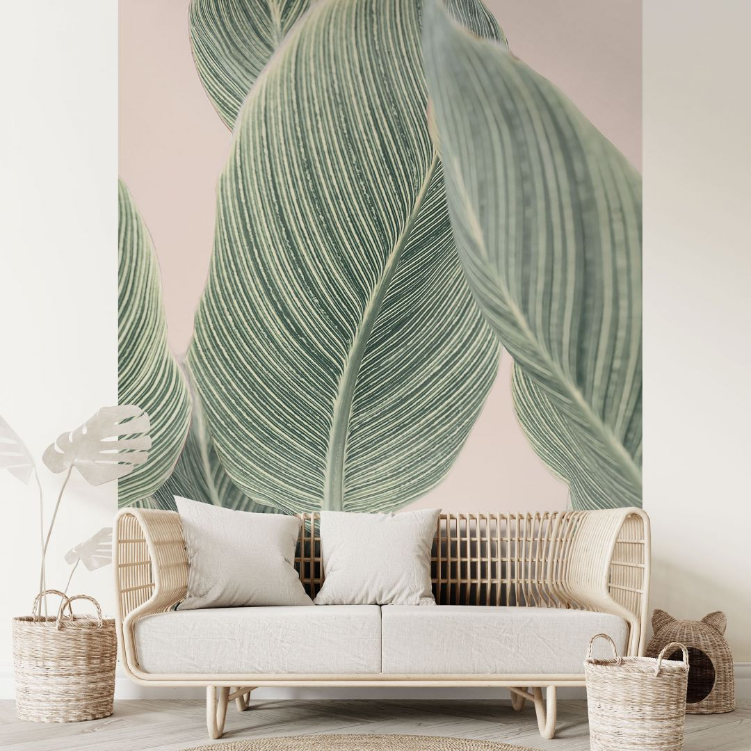 calathea rufibarba katze Calathea Rufibarba | Fuzzy Feathers