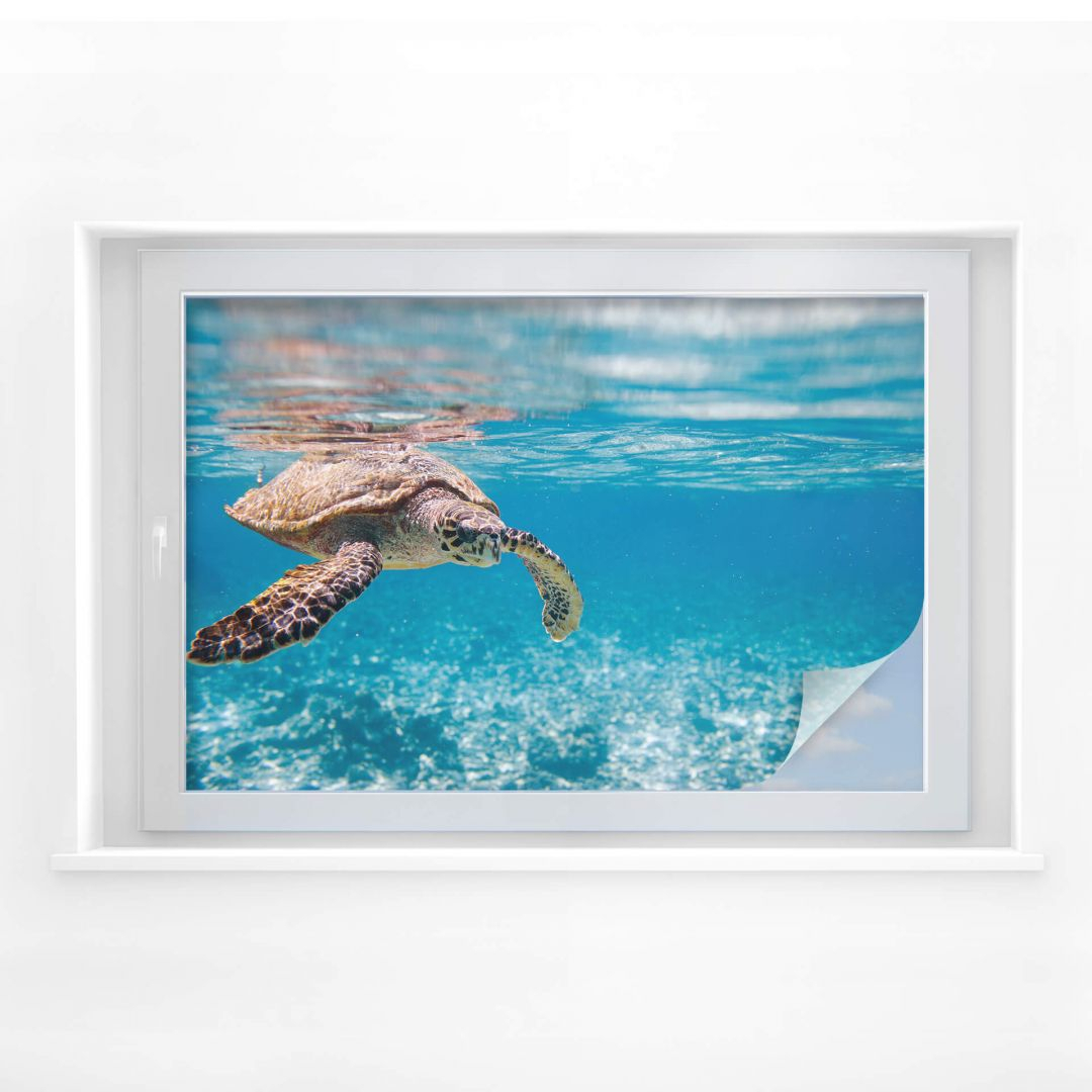 Sichtschutzfolie Schildkröte auf Reisen