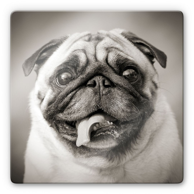 Glasbild Liebenswerter Mops - quadratisch