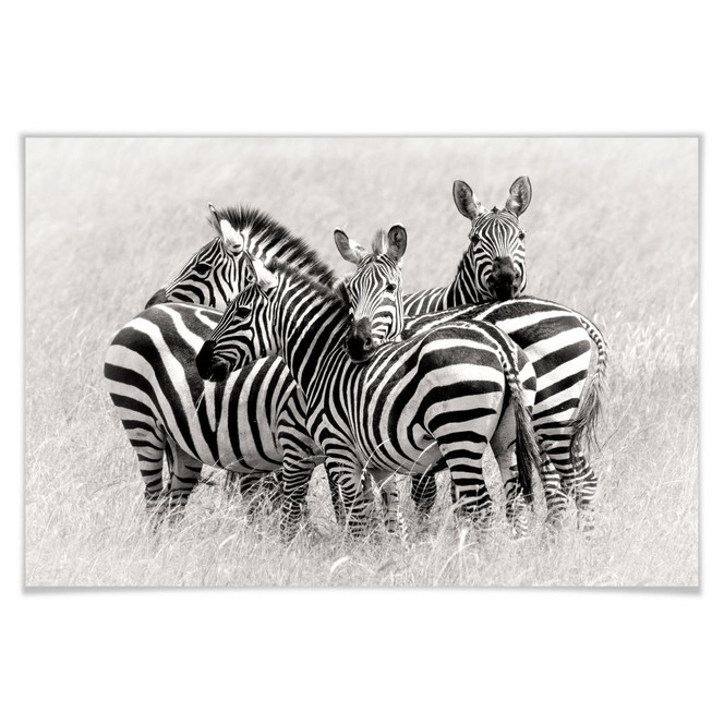 Poster Zebras in der Savanne 60x40cm