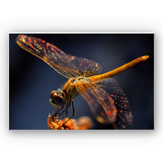 Hartschaumbild Dufour - Libelle auf Tuchfühlung
