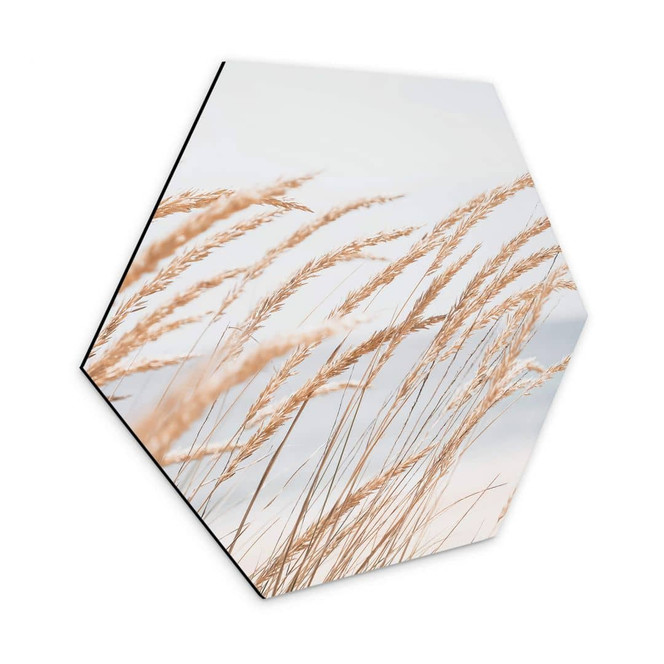 Hexagon - Alu-Dibond Dünengras