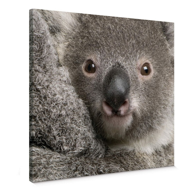 Leinwandbild Cuddly Koala