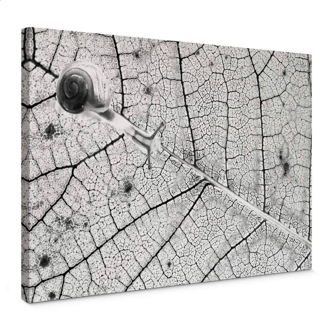 Leinwandbild Bravin - Transparenzen