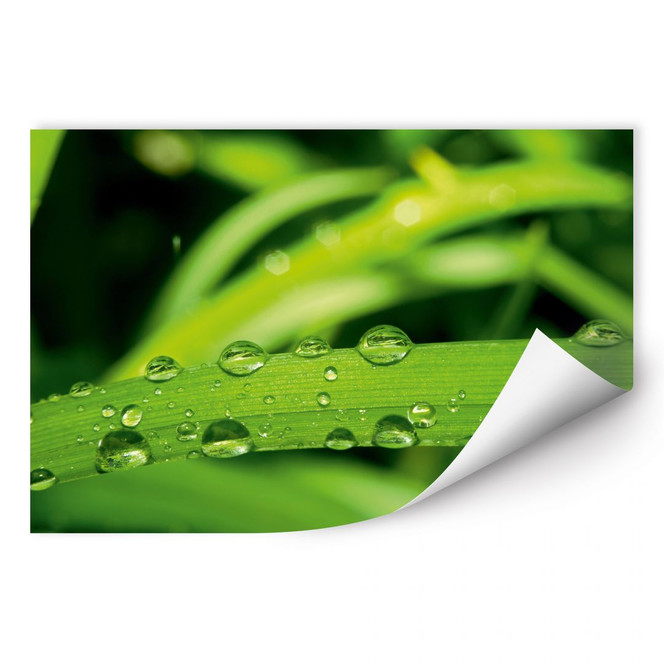 Wallprint Natur 5