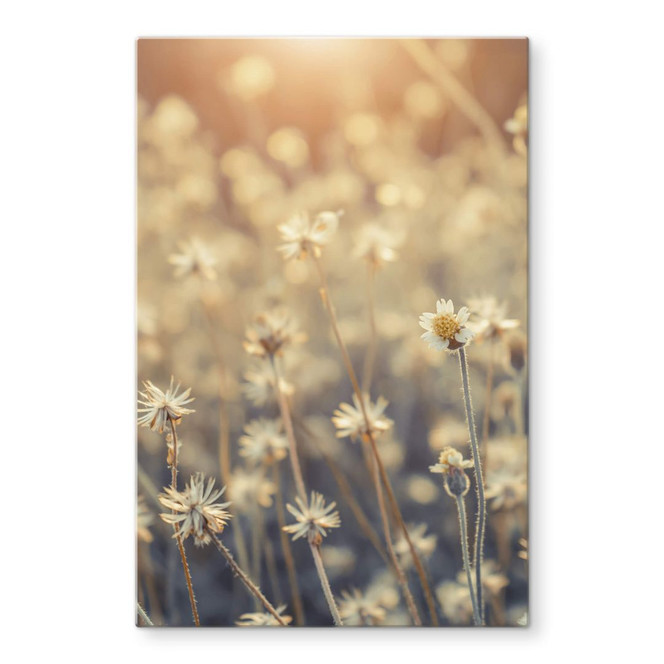 Glasbild Mexican Daisy - Close up