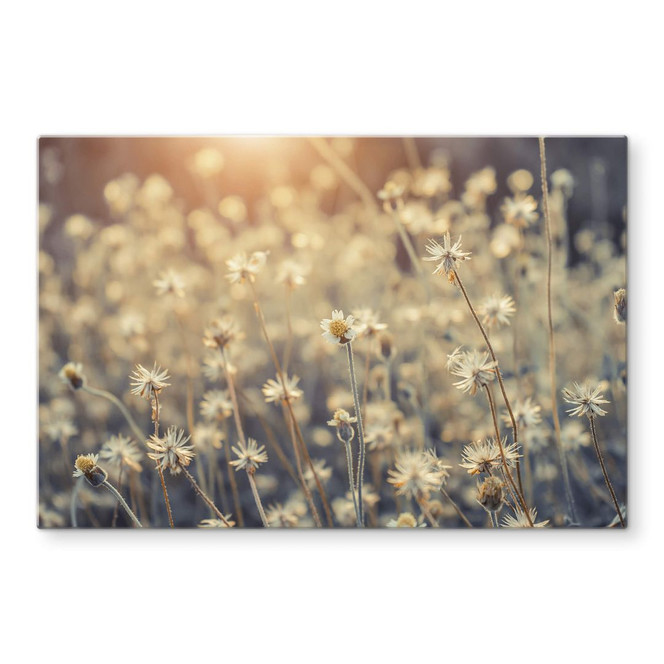 Glasbild Mexican Daisy