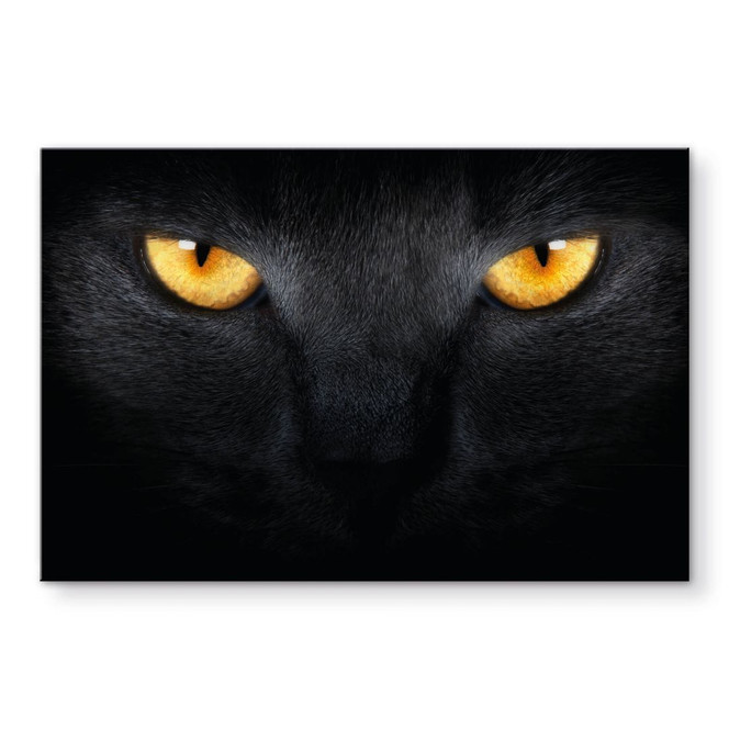 Acrylglasbild Katzenaugen