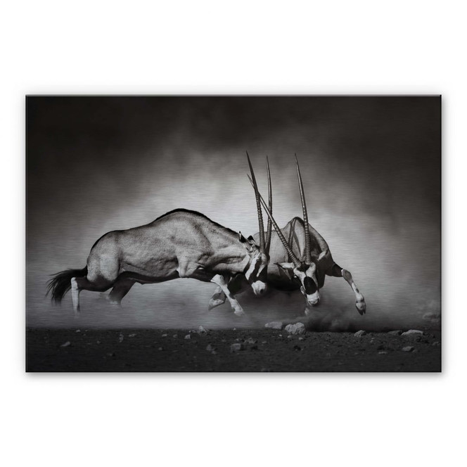 Alu Dibond Bild Das Duell