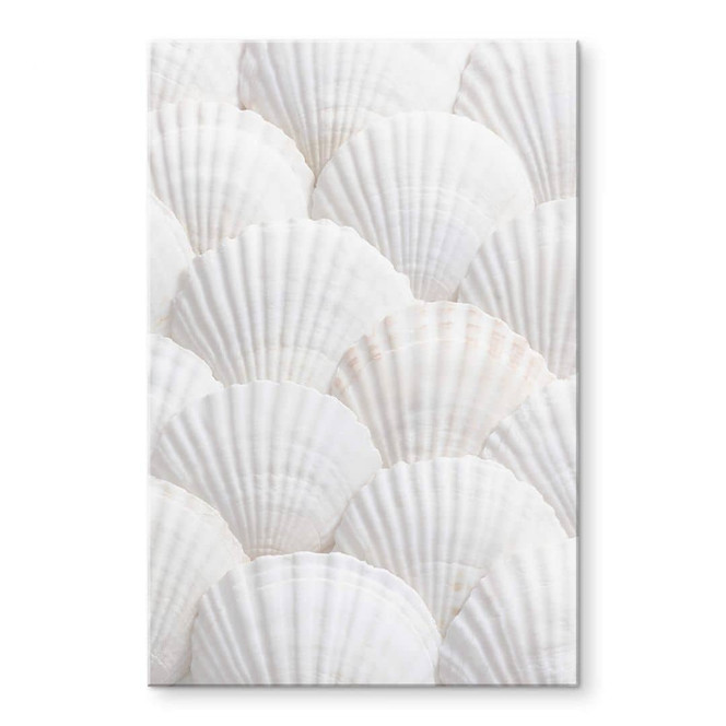 Acrylglasbild 1X Studio - Muschel Ensemble