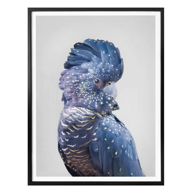 Poster Sisi & Seb - Blauer Kakadu