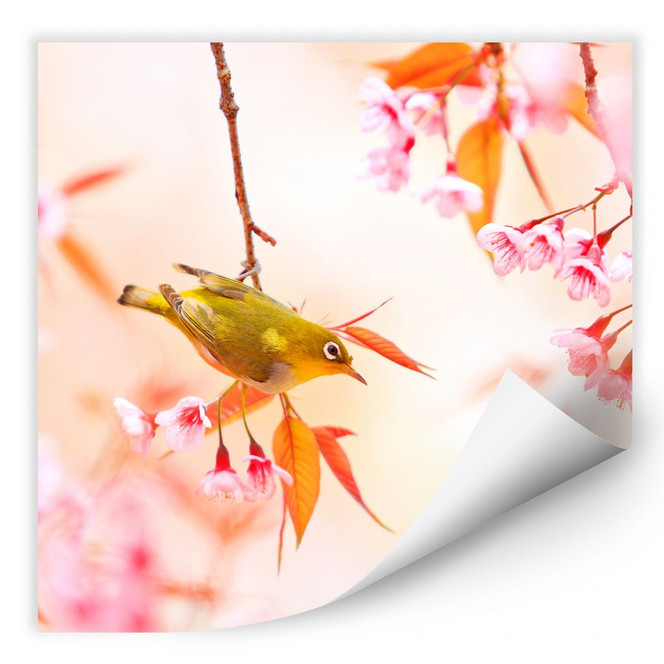 Wallprint Vogelgezwitscher in der Kirschblüte - quadratisch