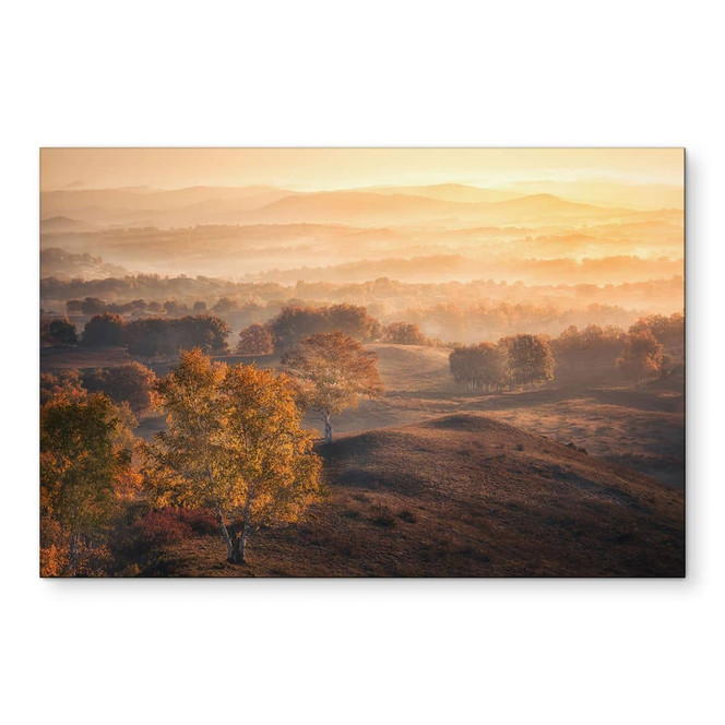 Wandbild Birkenbäume im goldenen Morgentau - Cui - Alu-Dibond