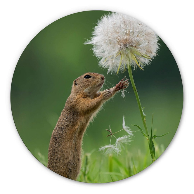 Alu-Dibond van Duijn - Erdhörnchen mit Pusteblume - Rund