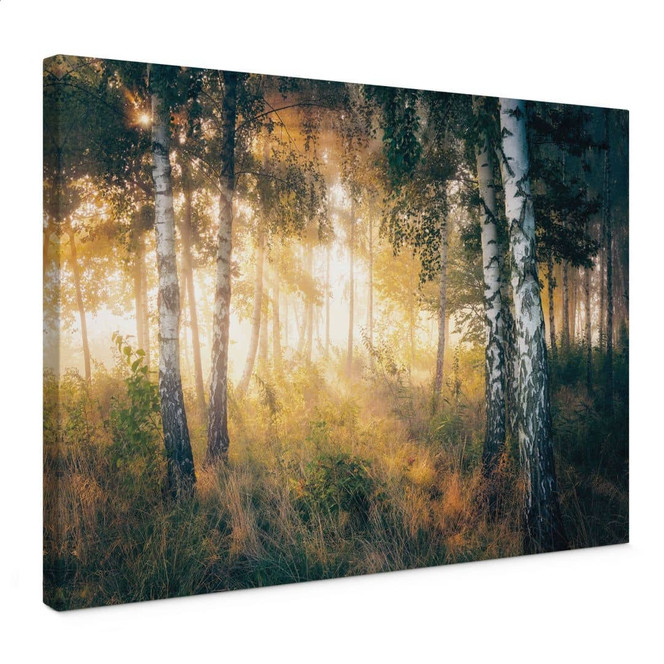 Leinwandbild Sonnenschein im Birkenwald - Kado