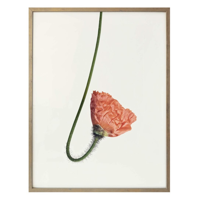Poster Die rote Blüte 02