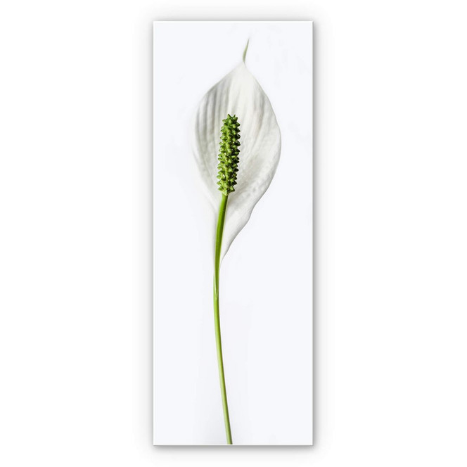 Wandbild Friedenslilie