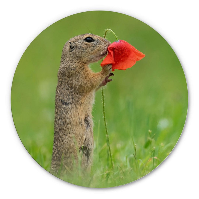 Alu-Dibond van Duijn - Erdhörnchen mit Mohnblume - Rund