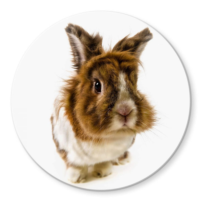 Glasbild Rabbit - rund