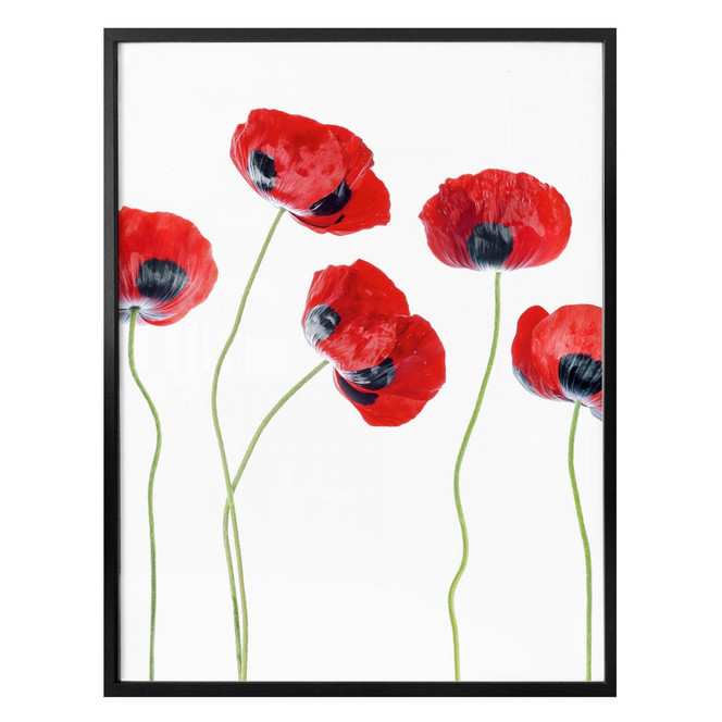 Poster Disher - Mohnblumen