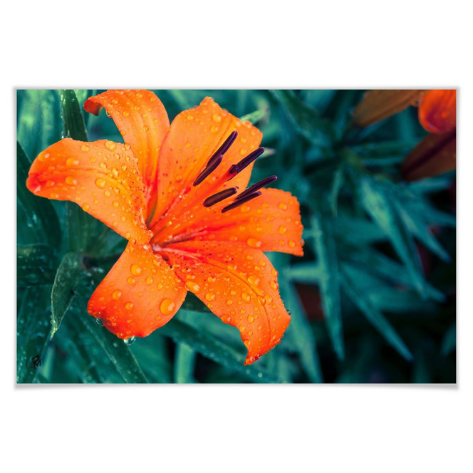Poster Tropical Lily