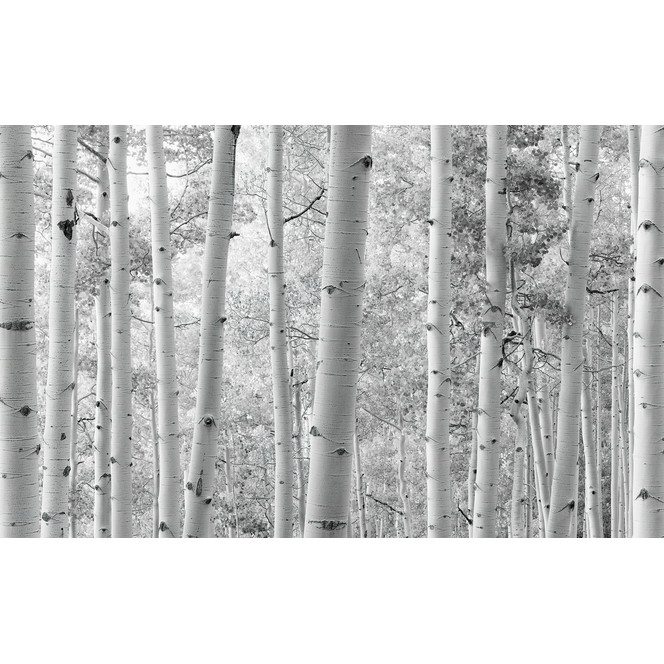 Fototapete Espenwald