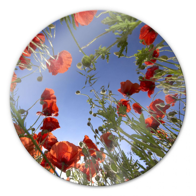Glasbild Mohnfeld - rund