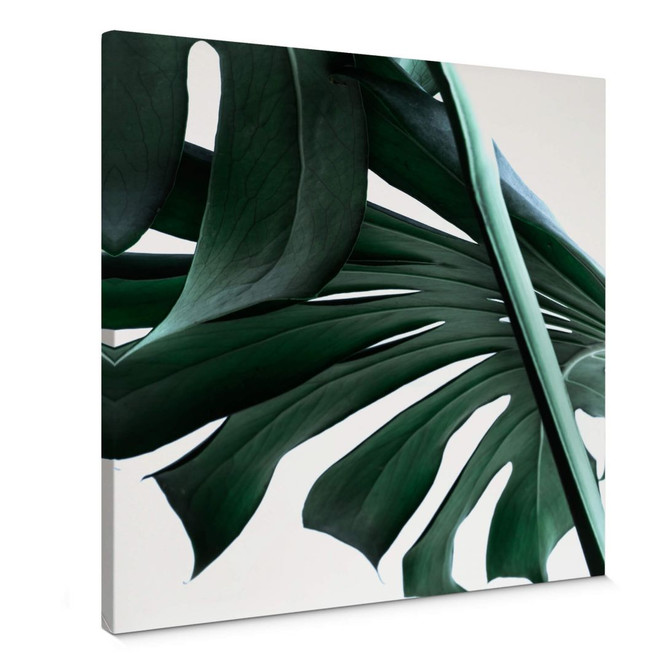 Leinwandbild Urban Jungle 02 - Monstera Deliciosa - Quadratisch