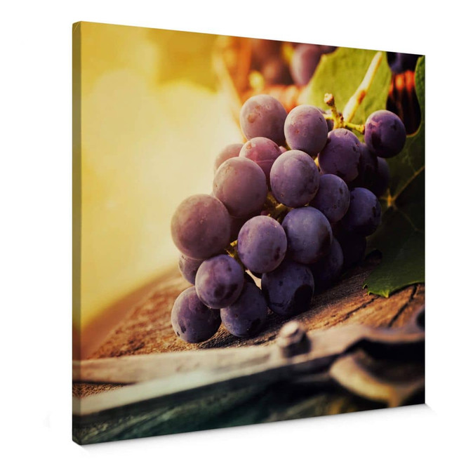 Leinwandbild Weinlese