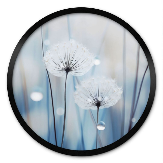 Poster Tauperlen auf Pusteblumen - Treechild - Rund