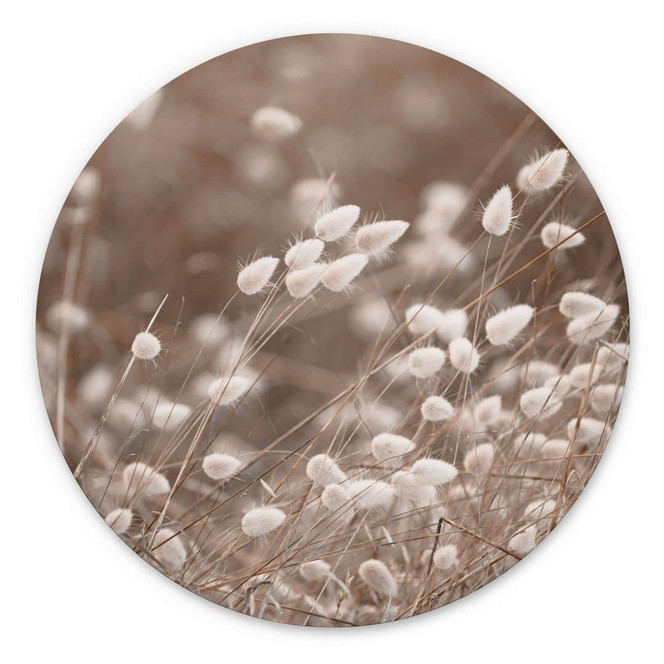Wandbild Zarte Gräser im Herbstlicht - Collins - Alu-Dibond - Rund