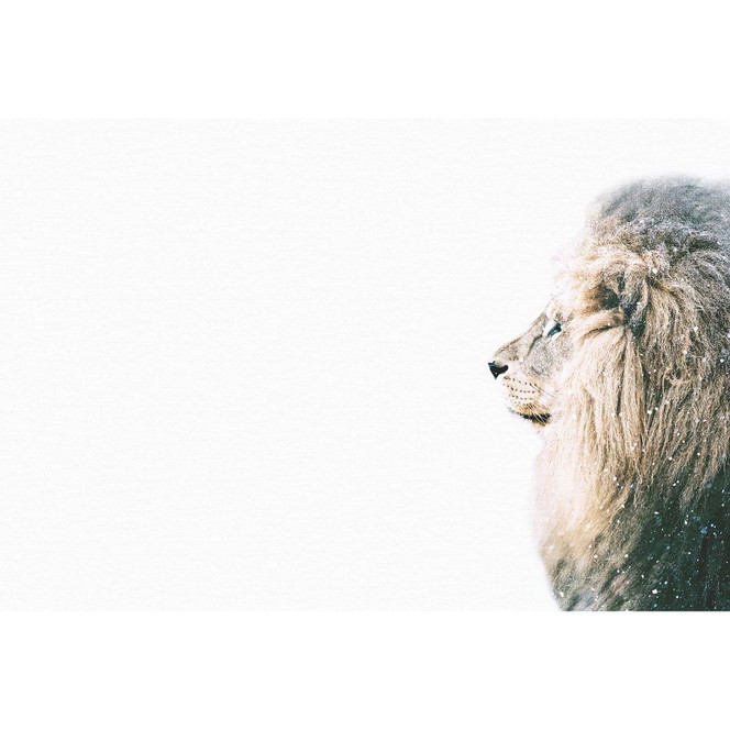 Livingwalls Fototapete ARTist Lion in Snow mit Löwe beige, creme, weiss - Bild 1