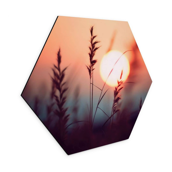 Hexagon Wandbild Gräser im Licht der glühenden Sonne - Treechild - Alu-Dibond