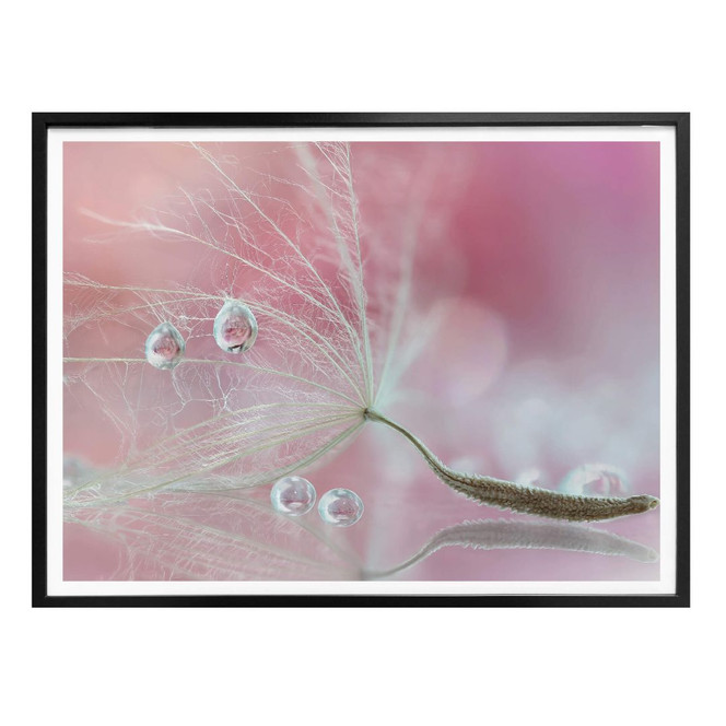 Poster Barbieri - Two of us - Pusteblume