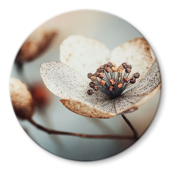 Glasbild Boho Trockenblume Makro | Florale Fotokunst - Treechild - Rund