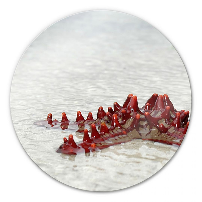 Glasbild Seestern - rund