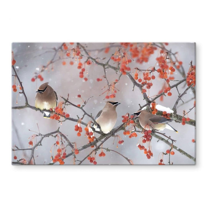 Glasbild Li - Drei Vögel in einer Winterlandschaft