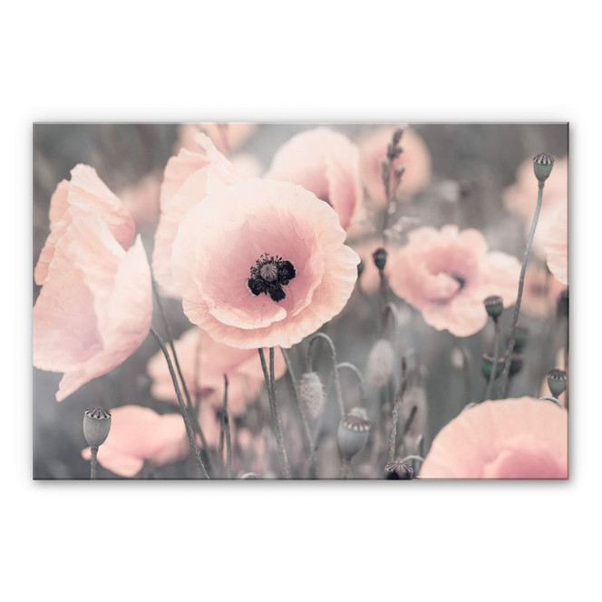 Acrylglasbild Delgado – Rosa Mohnblume