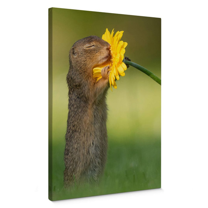 Leinwandbild van Duijn - Erdhörnchen riecht an Blume (Hochformat)