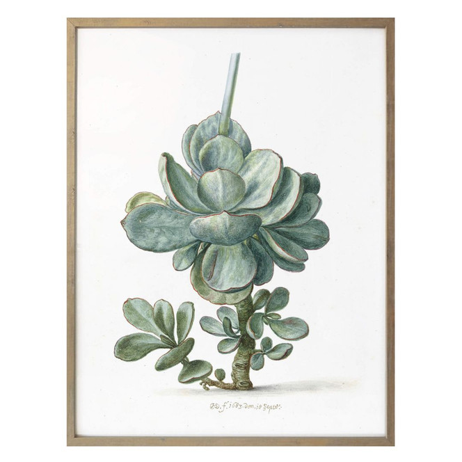 Poster Saftleven - Sukkulente