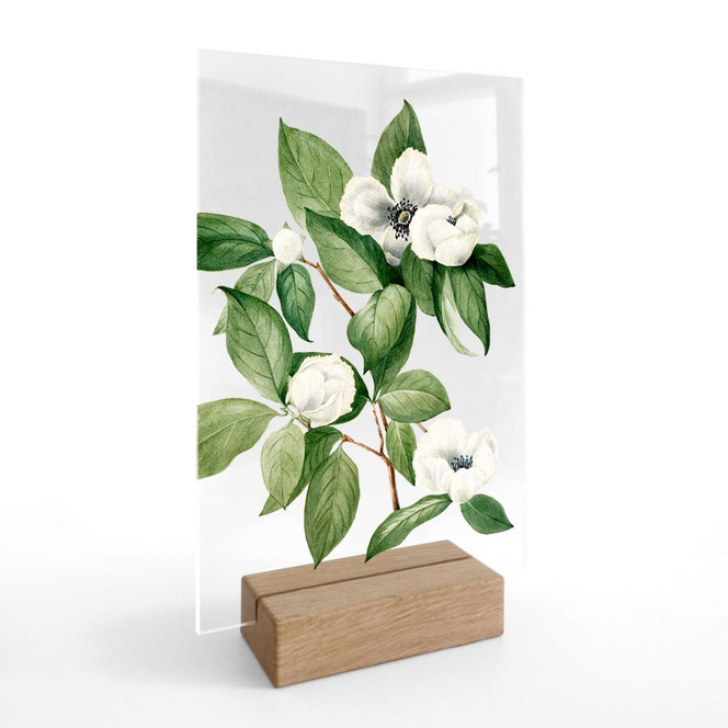 Tischaufsteller Botanik Illustration einer Scheinkamelie - Walcott