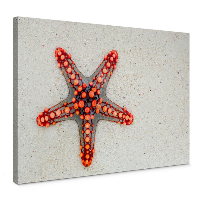 Leinwand Leuchtender Seestern