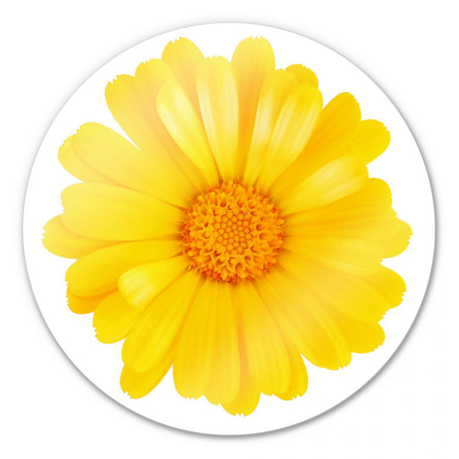 Glasbild Gerbera gelb - rund