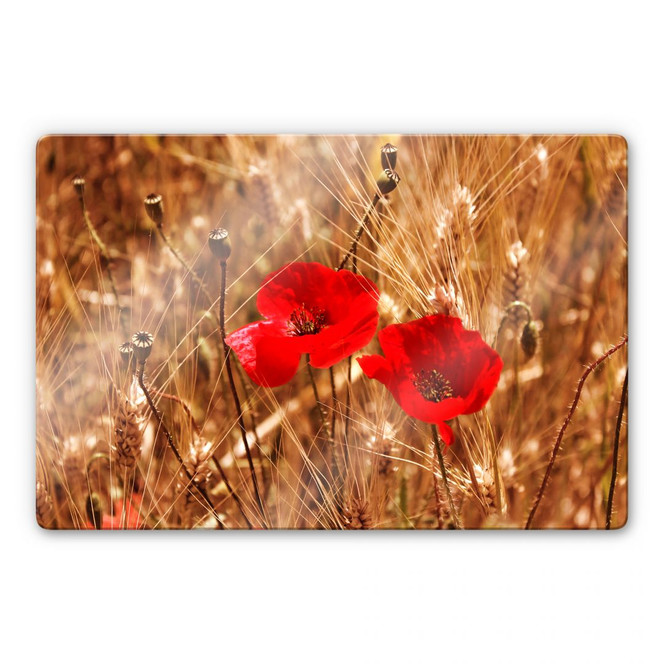 Glasbild Mohnblüten im Feld