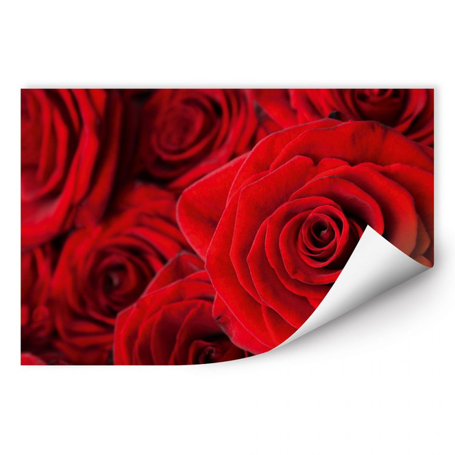 Wallprint Rose