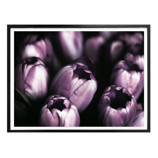 Poster Tulips
