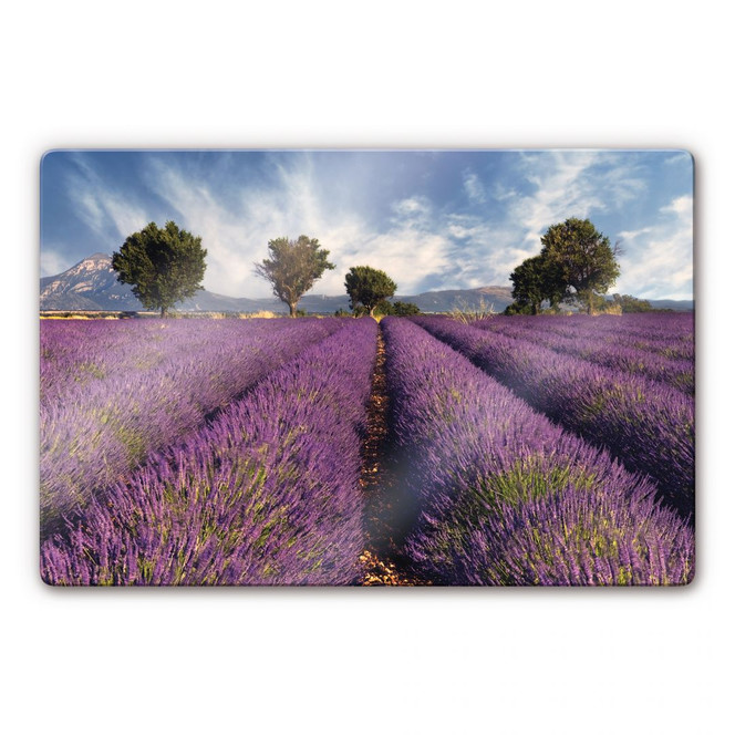 Glasbild Lavendelfeld