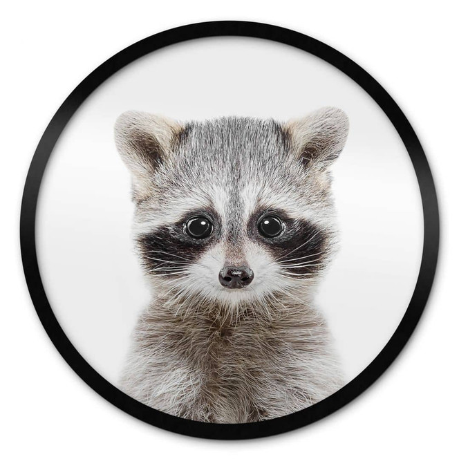 Poster Sisi & Seb - Baby Waschbär - Rund