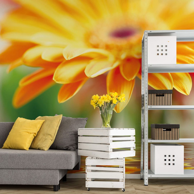 Fototapete Gerbera Spiegelung - 240x260cm - Bild 1